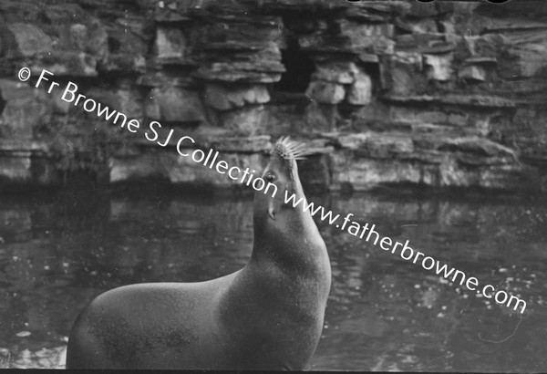 DUBLIN ZOO SEAL